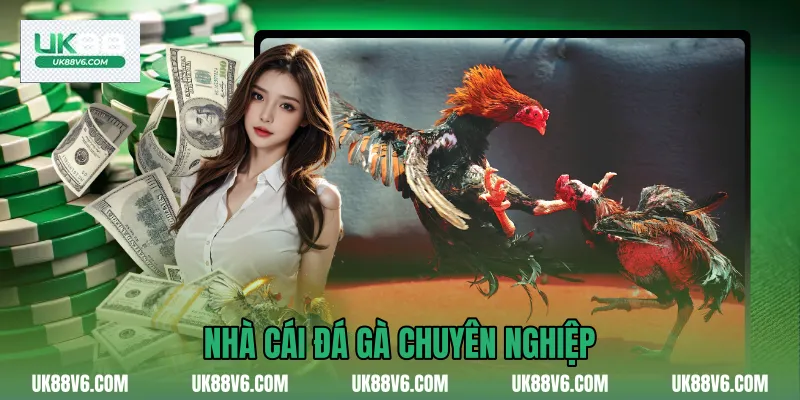 Nhà cái đá gà chuyên nghiệp